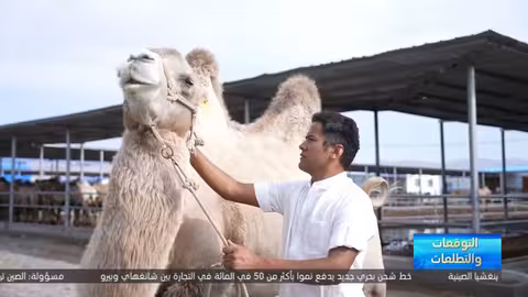تربية الإبل في كهبينغ: تحول اقتصادي واعد في شينجيانغ