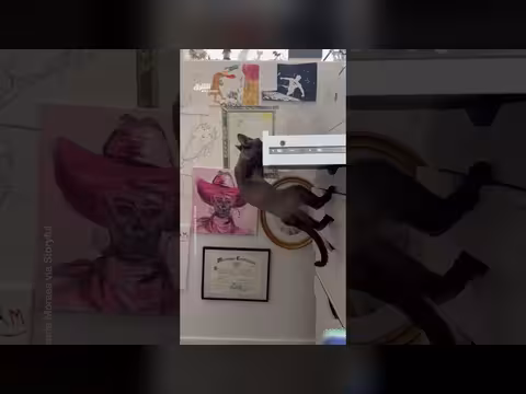 مهارة القطة في الهبوط في اللحظة الأخيرة