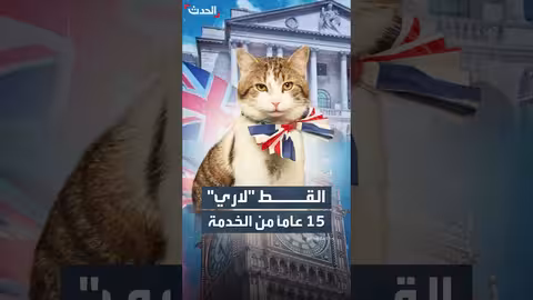 القط "لاري" يحتفل بـ 15 عاماً كصائد قوارض رسمي في بريطانيا
