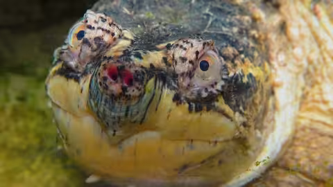 مواجهات الحياة البرية في براري متوحشة