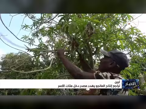 تراجع إنتاج المانجو في أبين