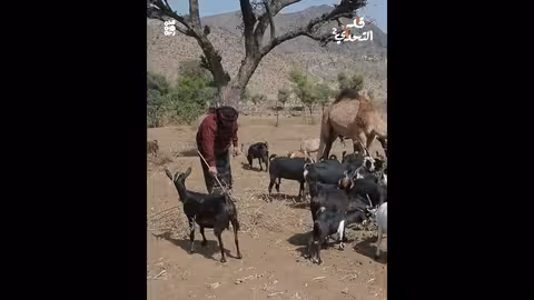 أشواق علي وزين العابدين علي في تحدي الرعي المضحك