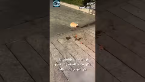 قط أنقذ صاحب مطعم من إصابة بالغة