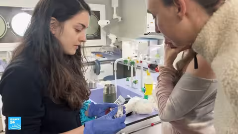 الدب القطبي في سفالبارد: دراسة التكيف مع التغير المناخي