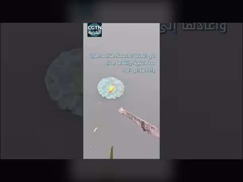 إنقاذ سمكة من الموت في الصين