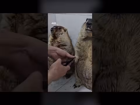 اختبار عصبي: قص أظافر المرموط