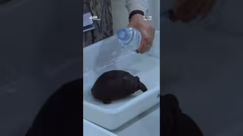 تهريب السلاحف: حلقة جديدة من برنامج حماة الحدود