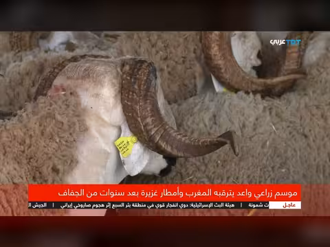 موسم زراعي واعد ينتظره المغرب بعد سنوات الجفاف