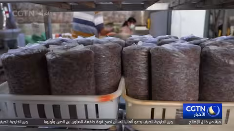 كبائن ذكية تزيد إنتاج فطر البوليتوس في يوننان