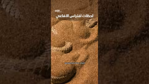 افتراس الأفاعي: مشاهد من عالم الحيوانات