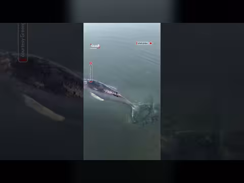 مخاوف من نفوق الحوت الأحدب تيمي قبالة سواحل ألمانيا