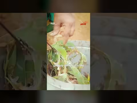 صلصة النمل الأحمر: تحدي الطعم الغريب