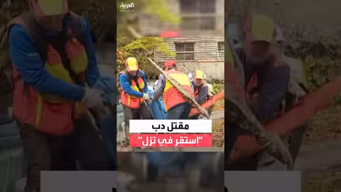 اليابان: فرق مختصة تقتل دبًا هاجم نُزُلاً في إيواتي