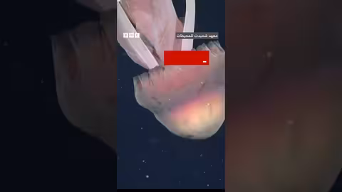 قنديل البحر الشبح العملاق يظهر قبالة الأرجنتين