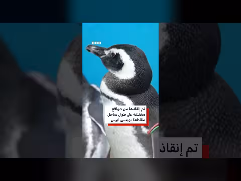 15 بطريقاً مُعاد تأهيلها يعود إلى البحر في الأرجنتين