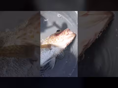 إغلاق مضيق هرمز يحاصر 20 ألف بحار