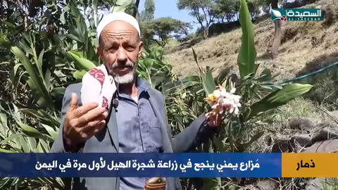 نجاح زراعة الهيل في اليمن
