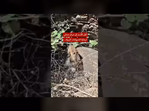 إنقاذ أسد من بئر بعمق 9 أمتار