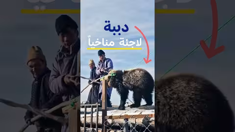 دببة منغوليا: حياة في البرية