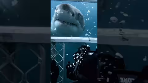 فريسة كبيرة للقرش