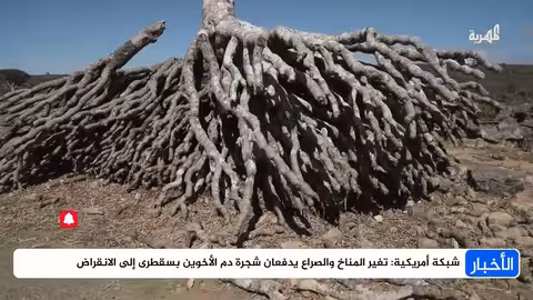 تحذير أمريكي: شجرة دم الأخوين في سقطرى مهددة بالانقراض