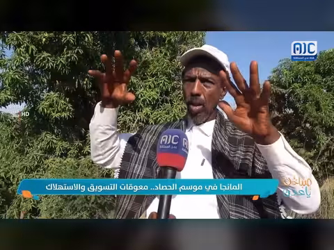 المانجا في موسم الحصاد