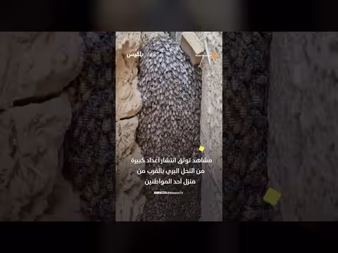انتشار النحل البري في وادي حضرموت