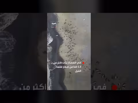 إنفلونزا الطيور تقضي على 13 ألف فقمة في جنوب المحيط الهندي