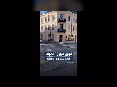 حيوان الموظ يتجول في شوارع أوسلو