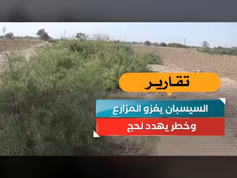 السيسبان يغزو المزارع في لحج
