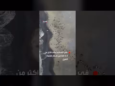 إنفلونزا الطيور تقضي على 13 ألف فقمة في جنوب المحيط الهندي