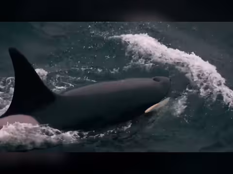 الحيتان القاتلة: غريزة البقاء