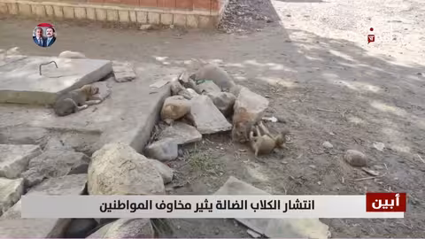 أبين: انتشار الكلاب الضالة يثير قلق المواطنين ويهدد سلامتهم