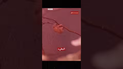 ولادة صغير لوريس بطيء المهدد بالانقراض تشعل مواقع التواصل