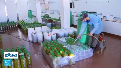 موسم جني الزيتون في الدريوش: تقاليد مغربية وافرة الإنتاج