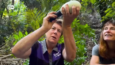 ريبورتاج | طائر الكيوي: رمز نيوزيلندا يواجه خطر الانقراض | وثائقية دي دبليو