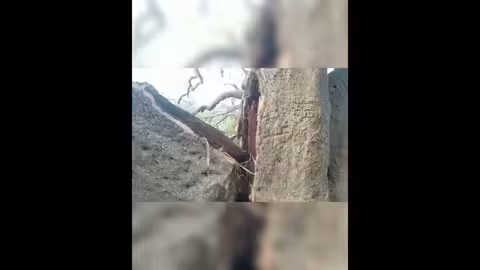 انقسام شجرة الغريب إلى نصفين بعد أكثر من ألفي عام من الوقوف