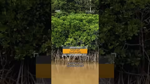 جزيرة أمامي أوشيما#الشرق_الوثائقية #shorts