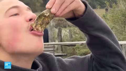 أصداف المحار في فرنسا: من القمامة إلى البلاط الفاخر