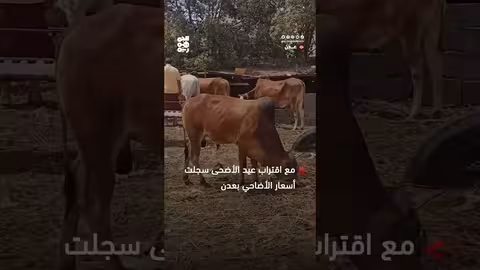 مشاهد من اليمن: احتفال بتخرج دفعة جديدة