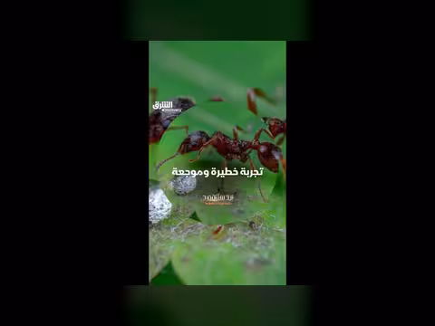مخاطر لسعة النملة القاتلة وتجربة النجاة منها