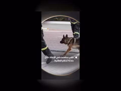 دور كلاب الإنقاذ في عمليات الإغاثة