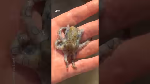 رجل يلمس أخطر أخطبوط سام في العالم