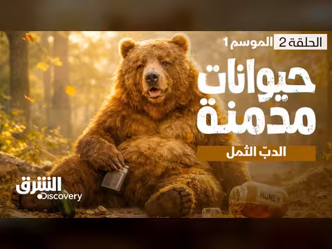 الدب الثمل: قصة مدمن الكحول