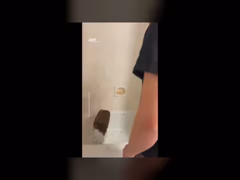 فوضى نحل داخل منزل في يوتا