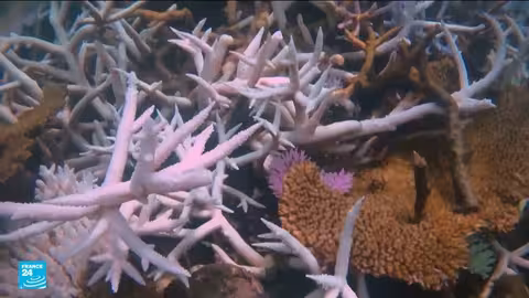 الشعاب المرجانية في خطر: تقرير يحذر من نقطة تحول مناخية