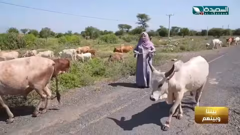 ما هي المرتبة التي تحتلها إثيوبيا في إنتاج الثروة الحيوانية؟ #السعيدة #طائر_السعيدة7