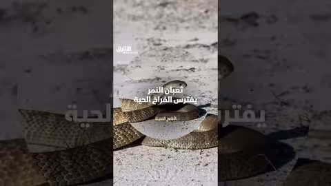 ثعبان النمر يفترس فراخاً حية