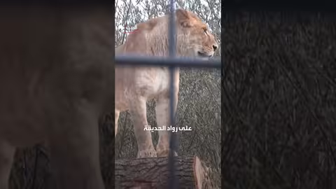 هجوم أسد على سيدة أسترالية يؤدي إلى بتر ذراعها