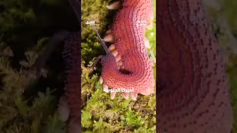 الدودة المخملية: كائن حي فريد بآلية صيد مذهلة